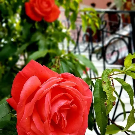 Anemone Apartment *